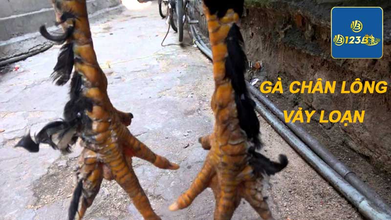 Gà chân lông vảy loạn là giống gà khác biệt