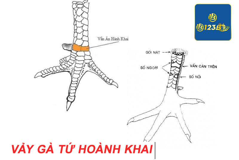 Vảy gà tứ hoành khai được săn lùng vì nó rất quý